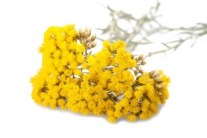 immortelle